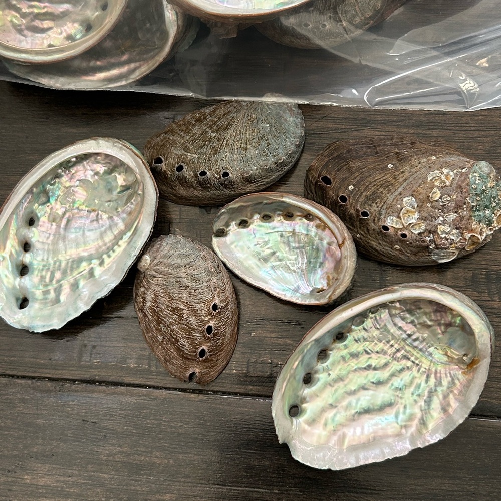 Natural Abalone Shells Collection - Picture 3 of 6